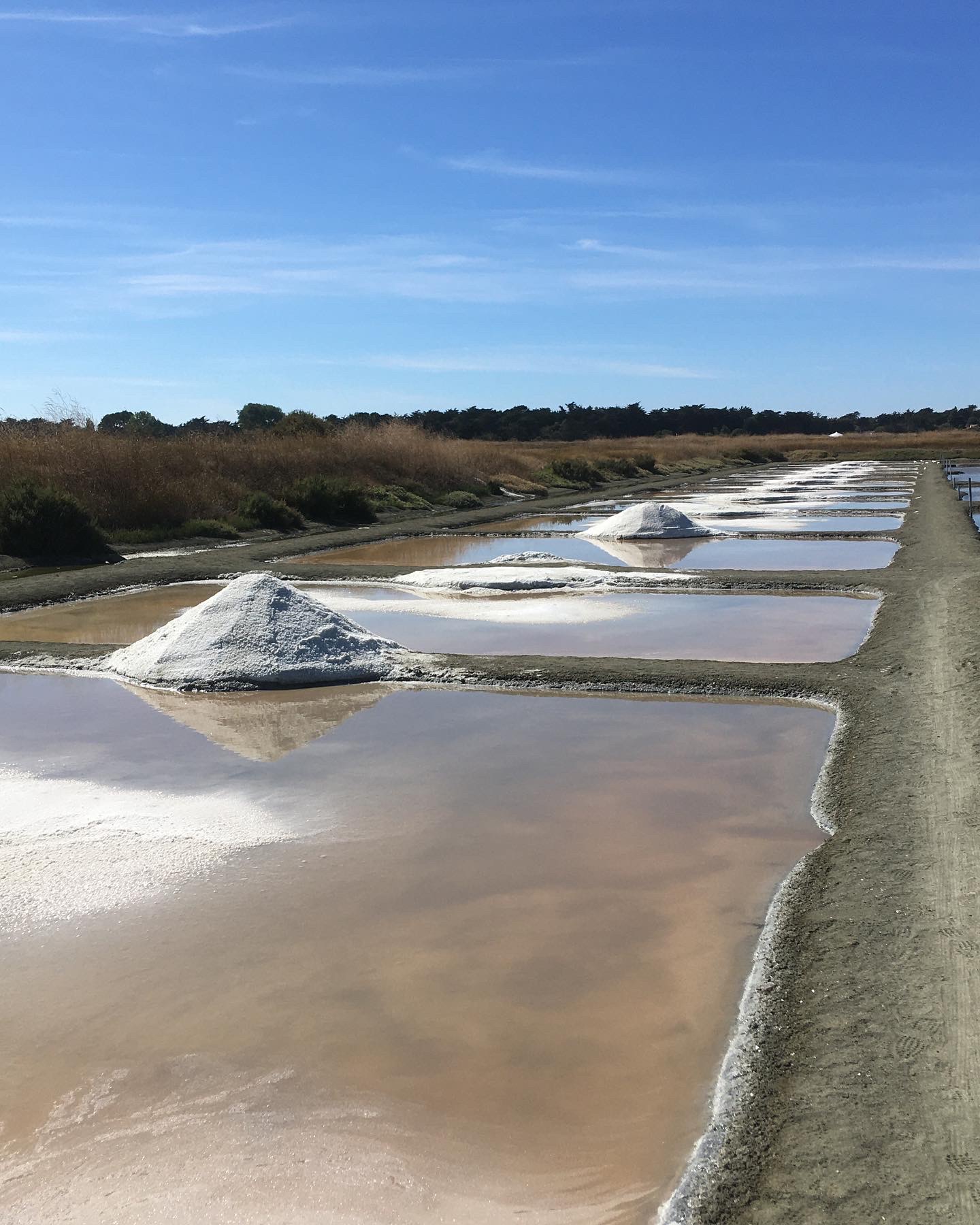 Le tesselier du marais La Violence