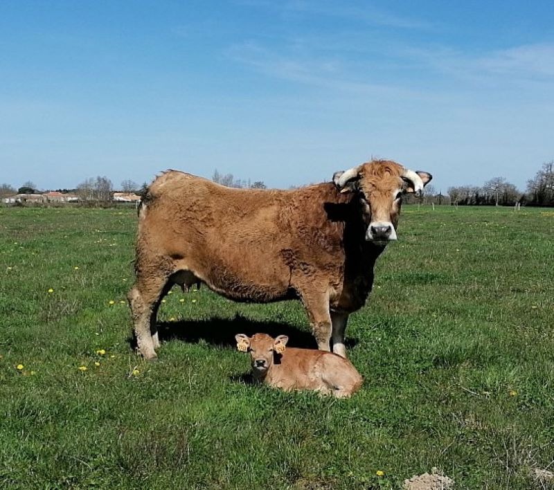 Le Samedi 30 Avril 2022 journée portes ouvertes à la ferme L' Atelier des Grands Bois à Beaufou de 10H00 à 17H00